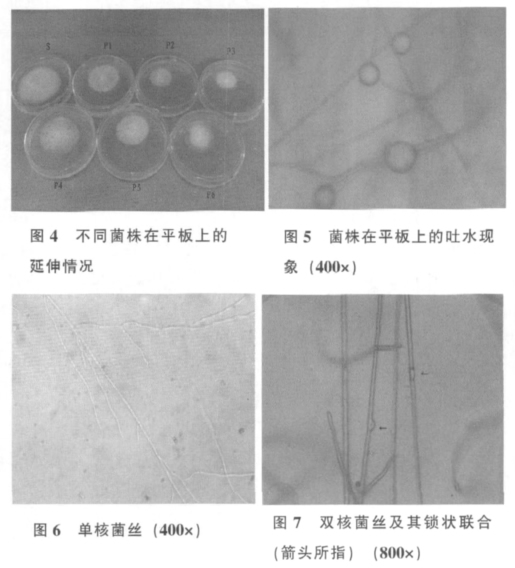 单核, 双核菌株在平板上的延伸直径和液体培养中的菌丝产量 2 个实验